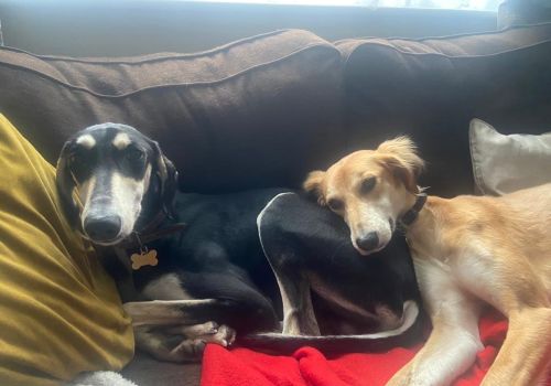 Adopted Lurchers Ted and Ivy on the sofa