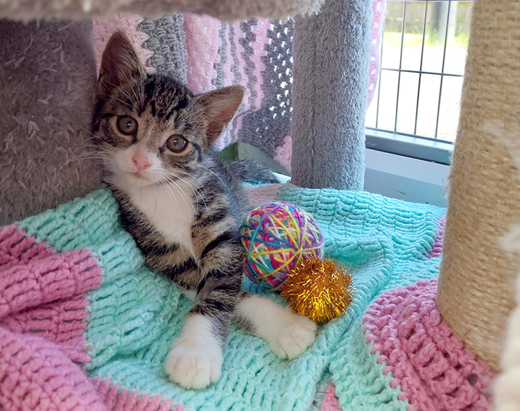 Tabby kitten lying on a blanket with toys  