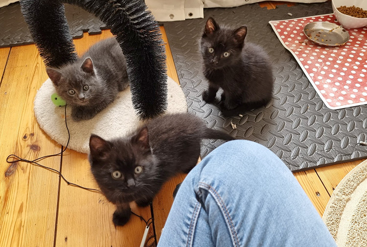 Three cute kittens who were found feral 