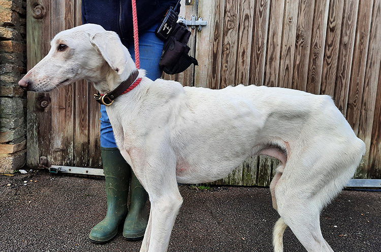 White lurcher dog looking very thin and scared 