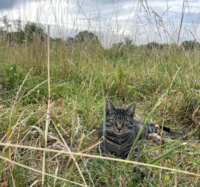 Tabby cat in a field in the countryside 