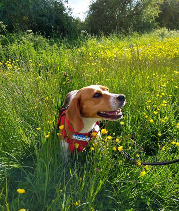 Happy beagle dog in a field 
