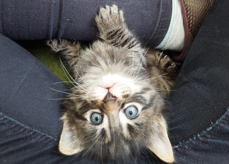 Kitten upside down in lap 