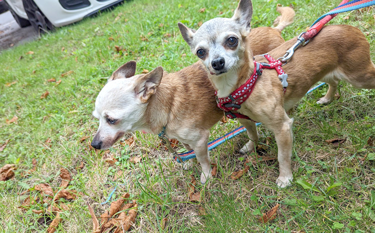 Two chihuahua dogs 