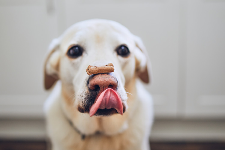 Dog with a biscuit on his nose_trick 