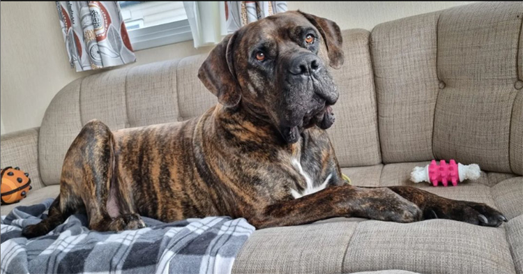 Large dog on the sofa 