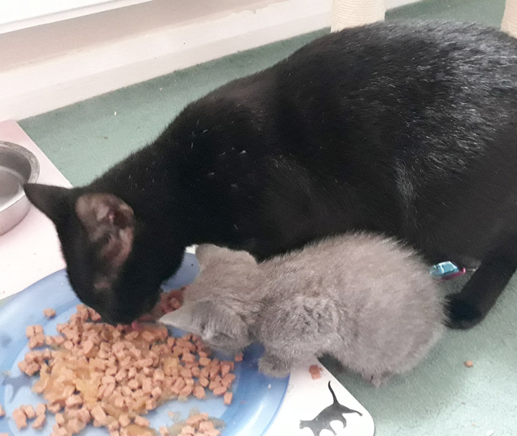 Mum cat and kitten eating 