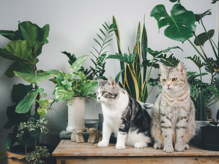 cats with house plants 