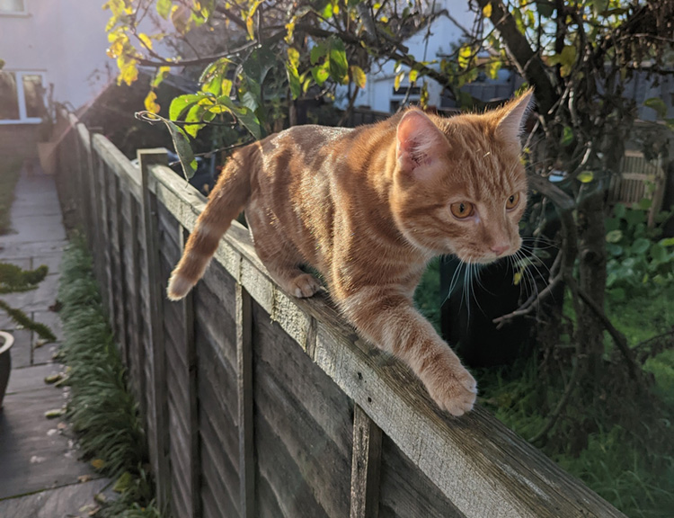 Vinny cat walking along the fence 