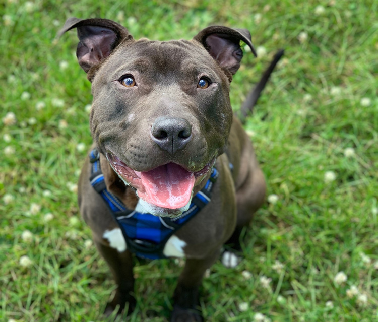 Young staffie bull breed dog smiling to camera 