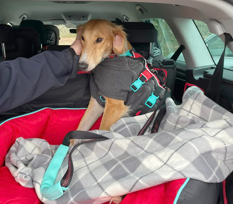 Dog being adopted, in the boot of a car 