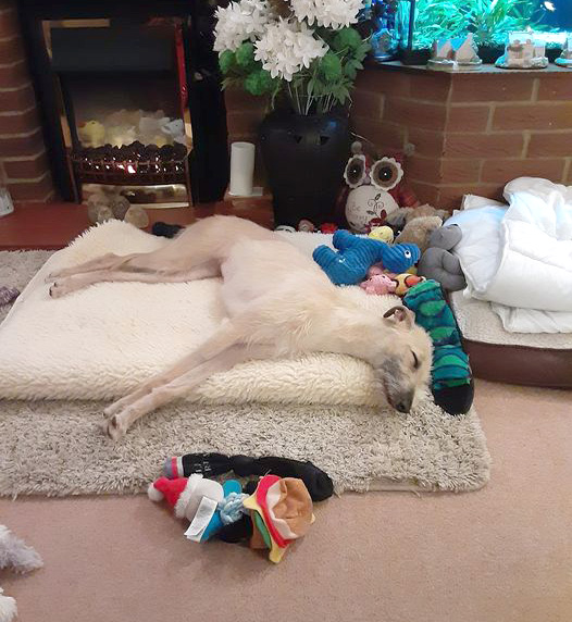 Lurcher dog sleeping on their bed surrounded by toys 