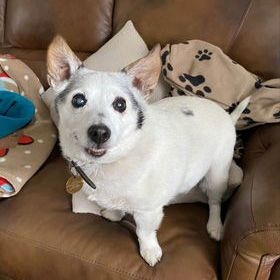 Adorable older terrier dog on a sofa 