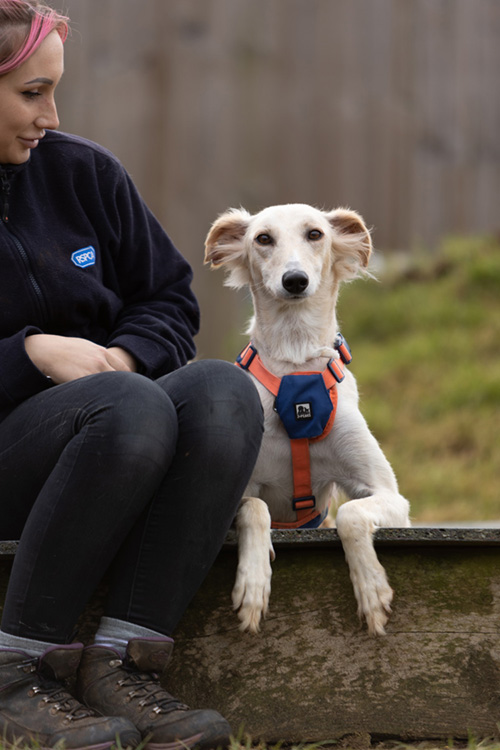 Shy lurcher dog with animal carer looking on 