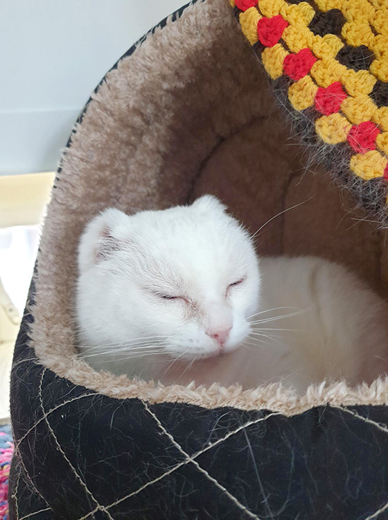 White cat with ear tips removed having a snooze 