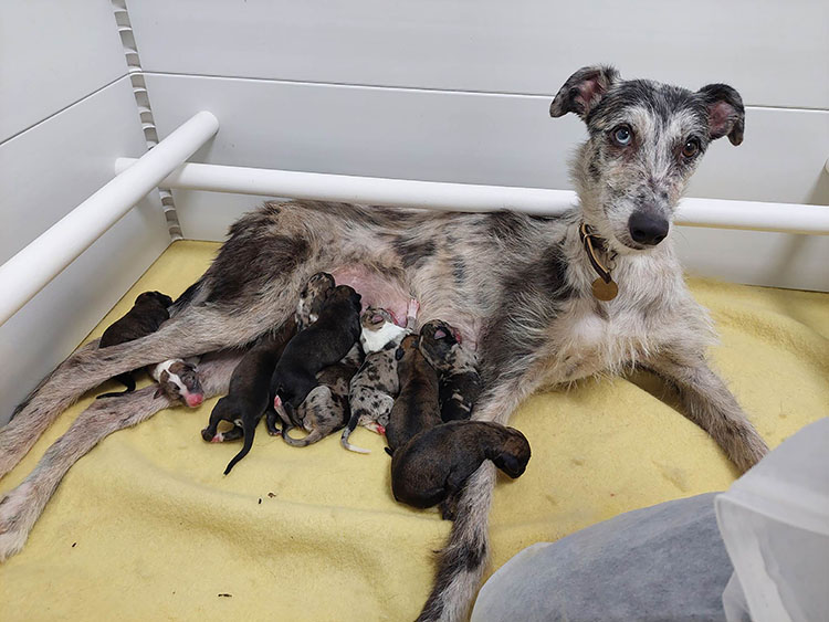 Pandora mum dog with newborn puppies 