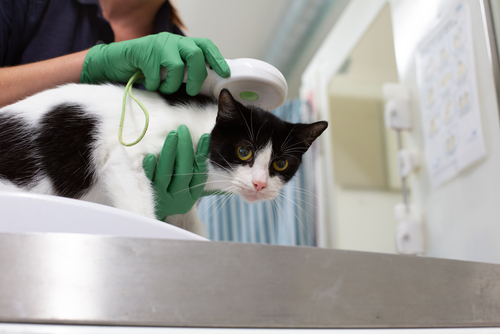 Young cat being scanned for a microchip_photo by Emma Jacobs RSPCA 