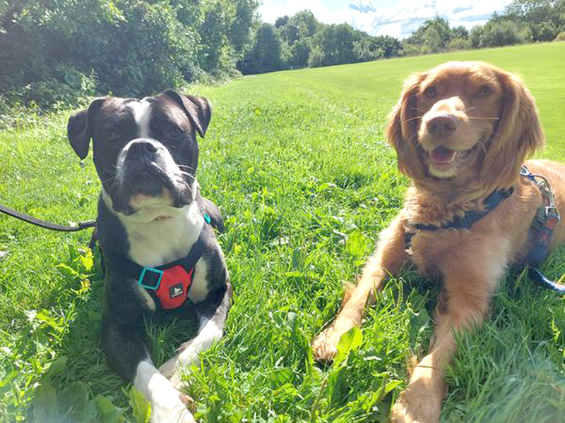 Two rescue dogs in a field 