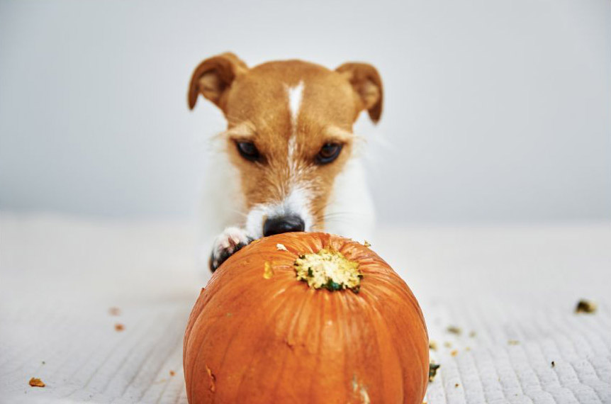 Jack Russell dog with pumpkin_royalty free image from Canva 