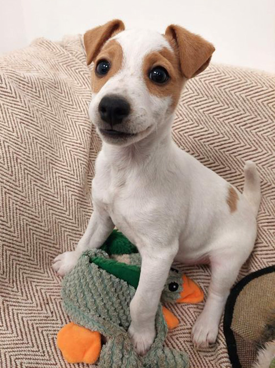Puppy called Parsnip who was adopted this week 