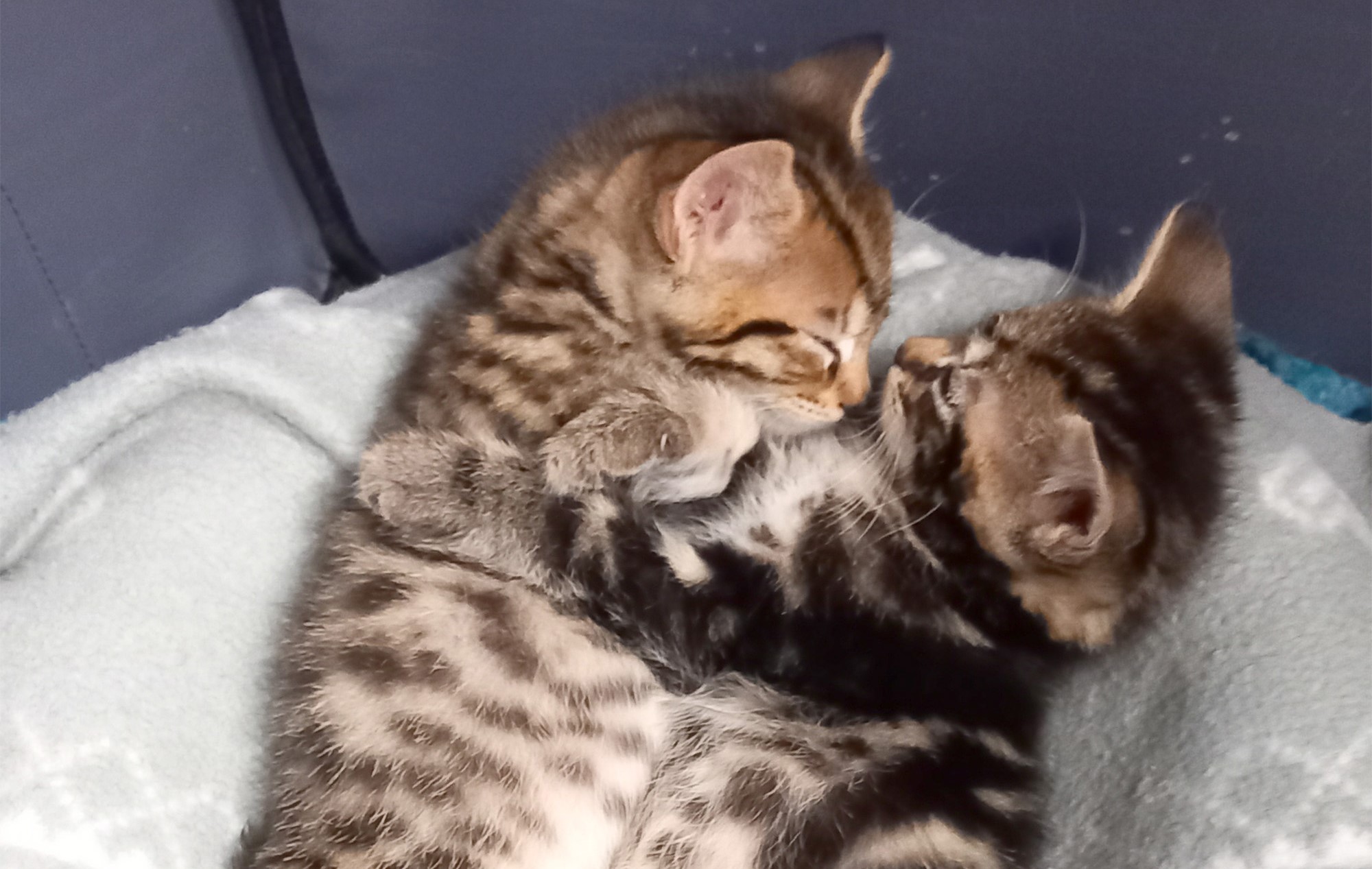 Two kittens sleeping face to face 