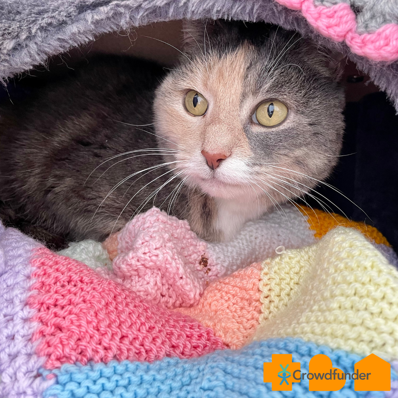 cat looking cosy and warm_RSPCA Crowdfunder 