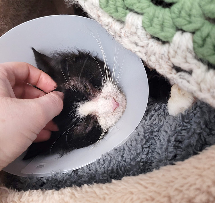 Young cat with cone recovering from an operation 