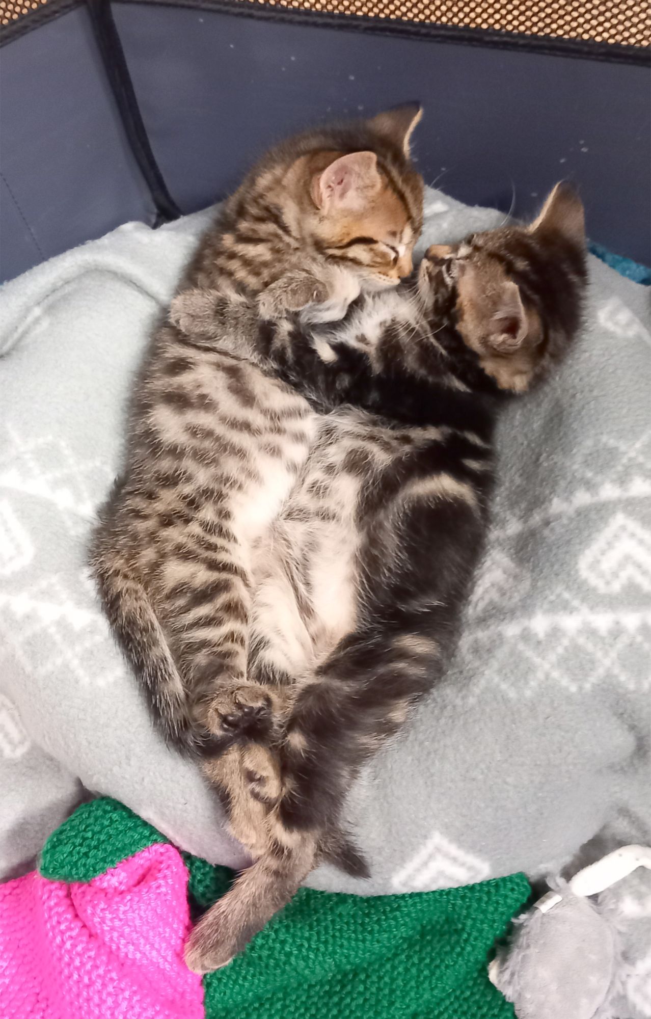 Two kittens in a cuddle
