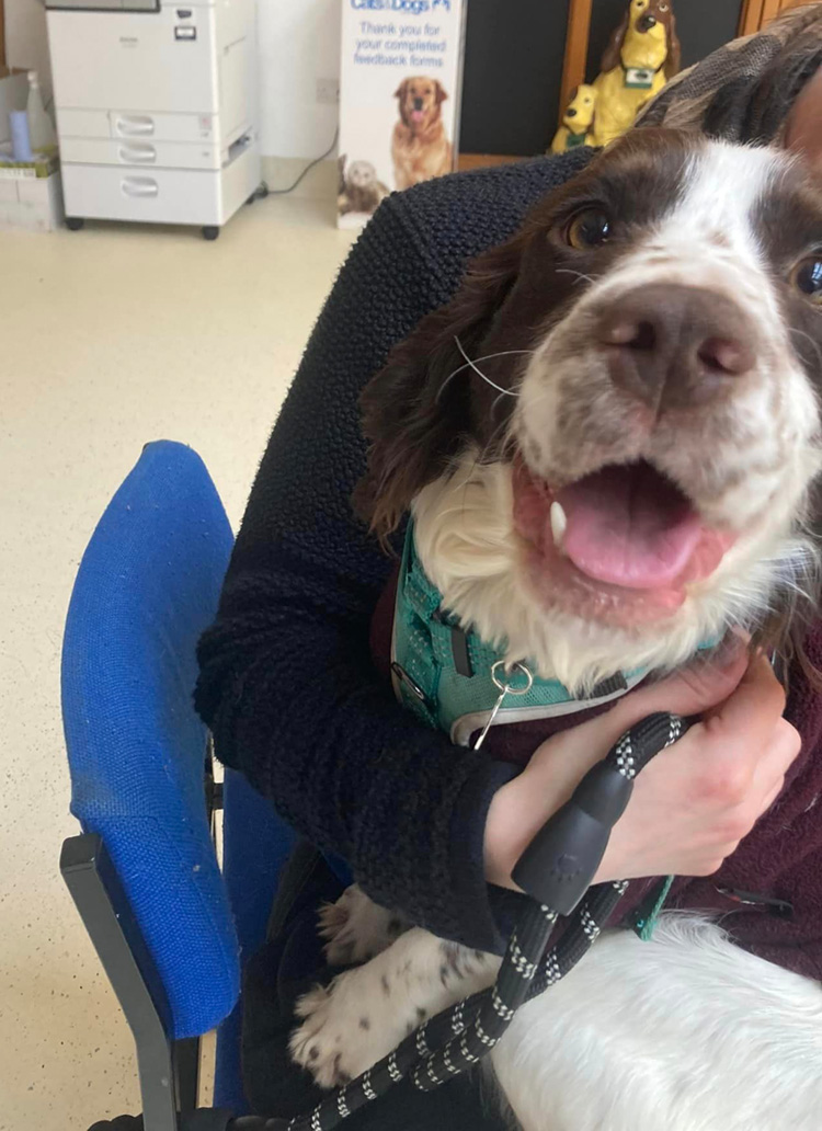 Happy young spaniel sitting on a lap