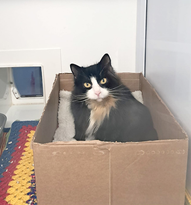 Cat in a bed inside a cardboard box