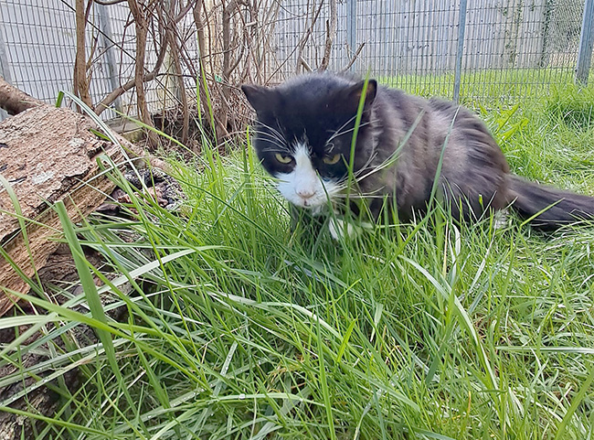 Cat in the cat garden