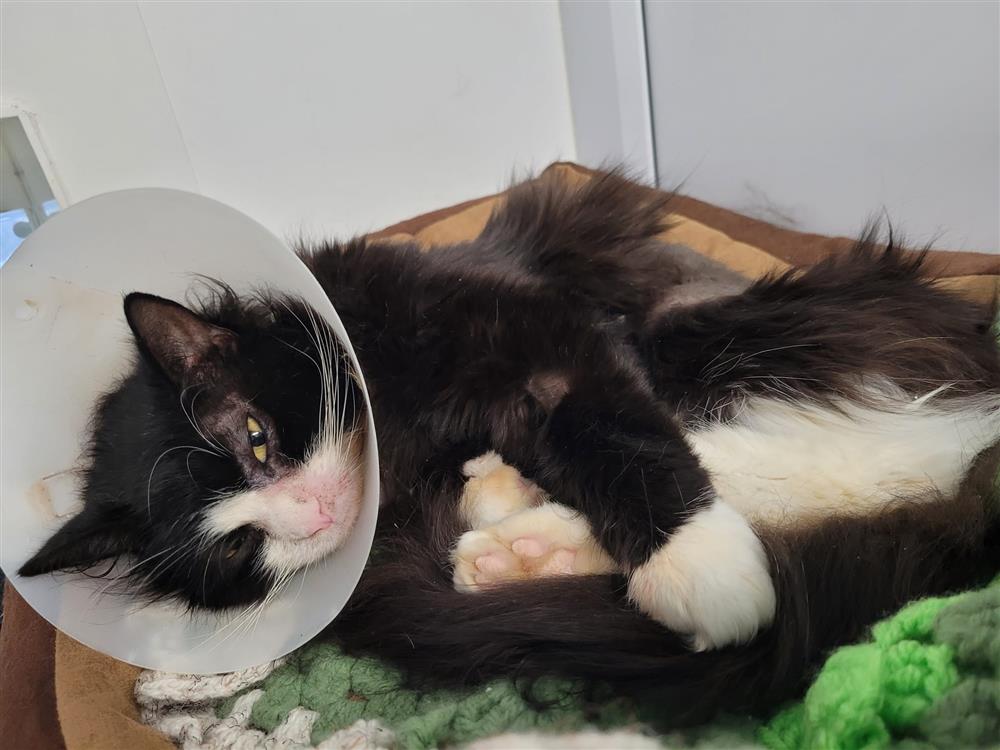 Cat Artemis wearing a medical cone, lying in bed recovering after major surgery to her stomach.
