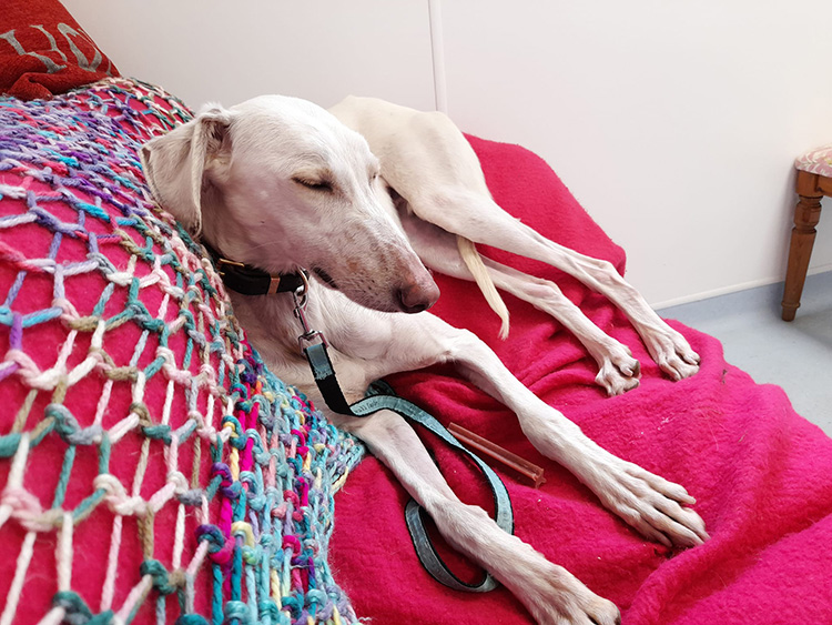 Lurcher dog relaxing on the sofa in the assessment room