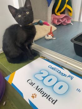 Dandelion cat adoption
