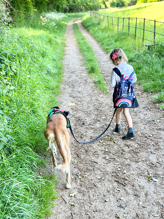 Dog being walked by small child down a country lane