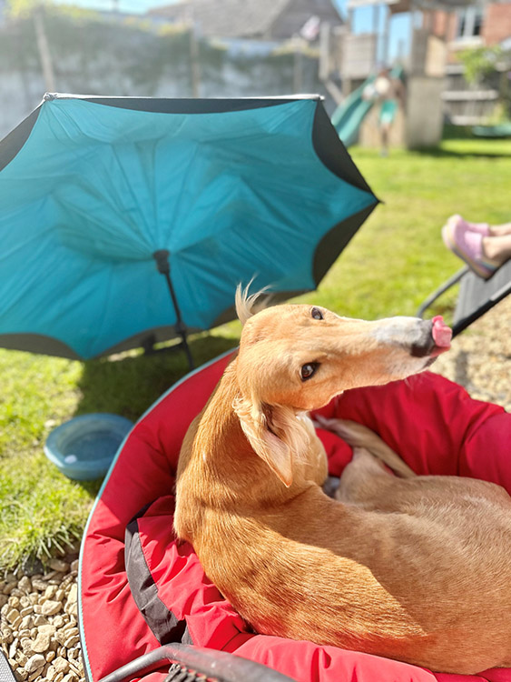 Dog in garden with umbrella for shade