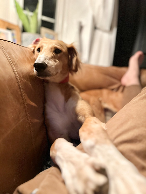 Dog lying on sofa with owner's legs