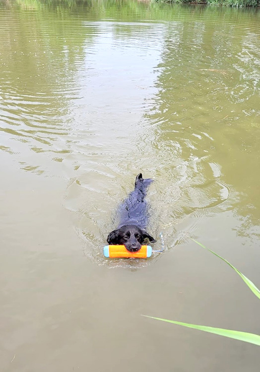 Dog swimming with floating fetch toy in the river