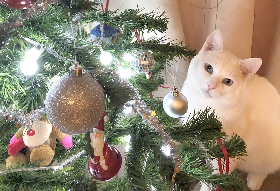 A photo from his new home with the Christmas tree