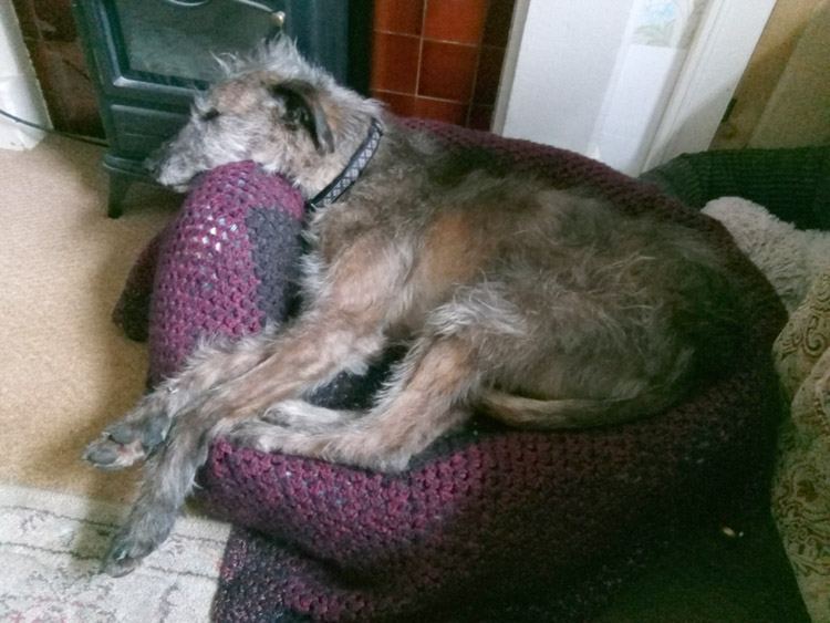 Scruffy lurcher hound dog in bed
