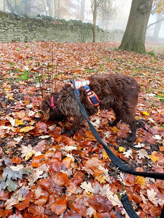happy dog sniffing in the leaves