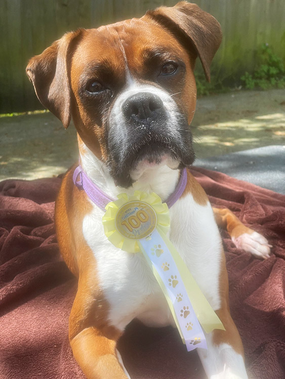 Boxer dog with 100thdog adopted rosette