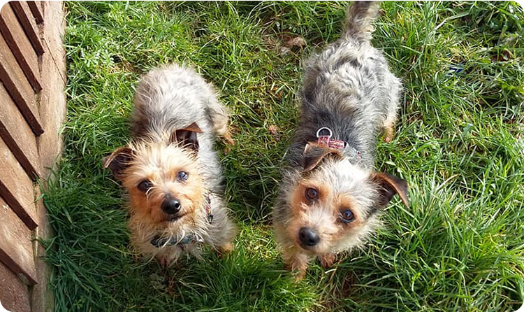 pair of similar-looking dogs to symbolize match funding