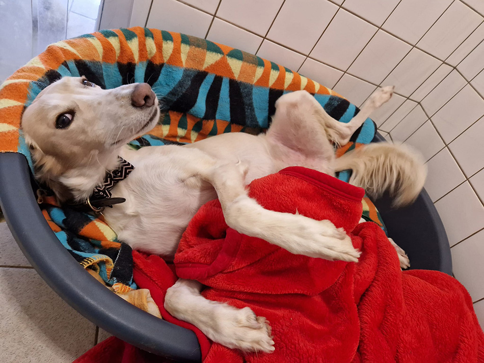  Parsley the dog  looking cosy with his donated blankets.