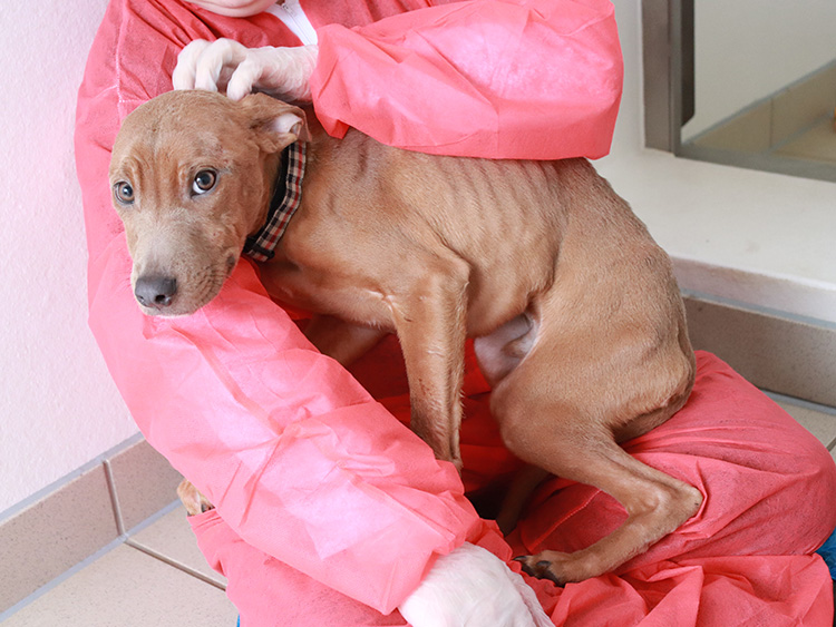 scared and emaciated puppy on lap of rescue staff