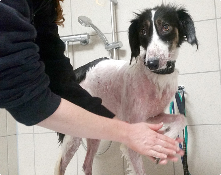 Dog Brooke having a wash with a medicated shampoo to ease the pain and heal her infected skin. 