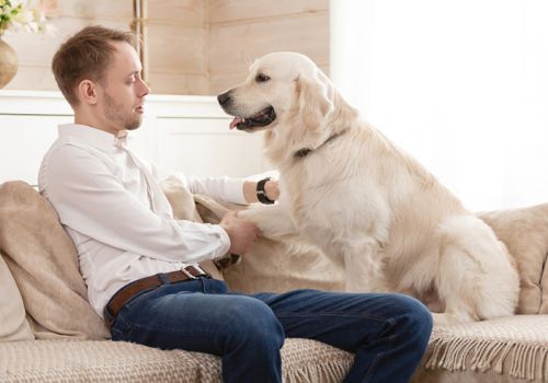 Dog on the sofa with his owner who is gently holding his leg