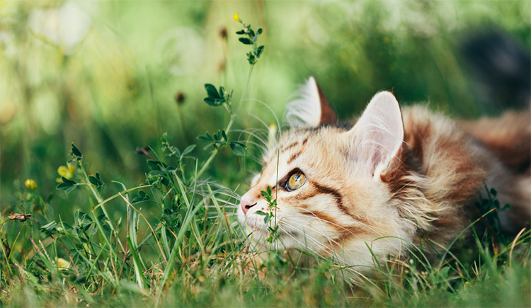 Toxic food and poisonous plants for cats